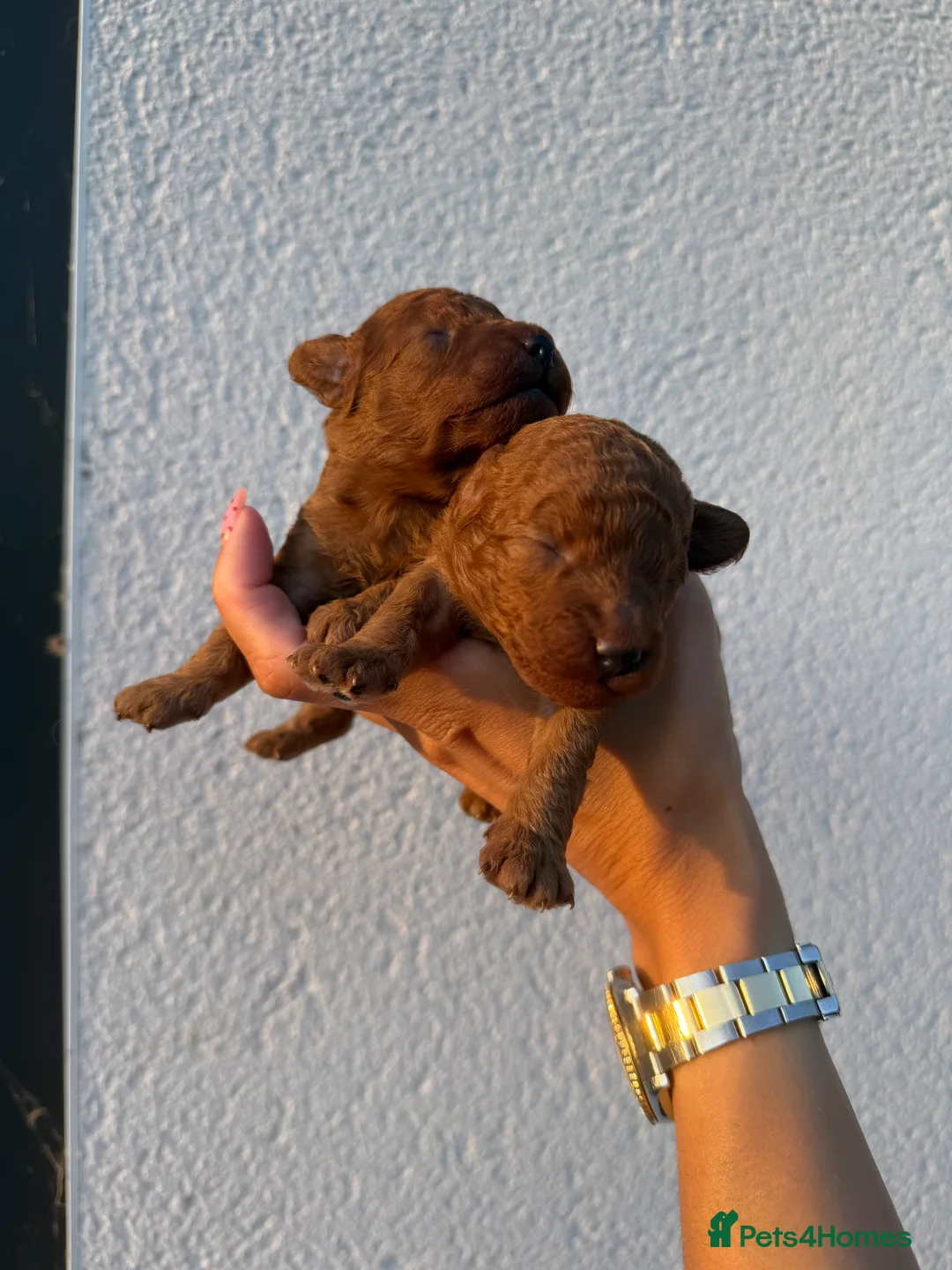 Toy Poodle dogs for sale: Red Toy Poodle Boys  - Advert 2