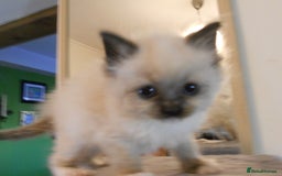 Ragdoll cats for sale: 😎 RAGDOLL KITTENS PUREBRED 100% STOKE 😍 - Image 14