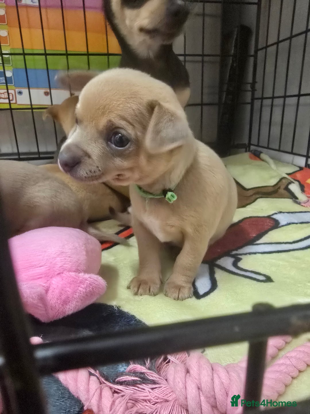 Chihuahua dogs for sale: Chihuahua pedigree pups. Not KC. - Image 12