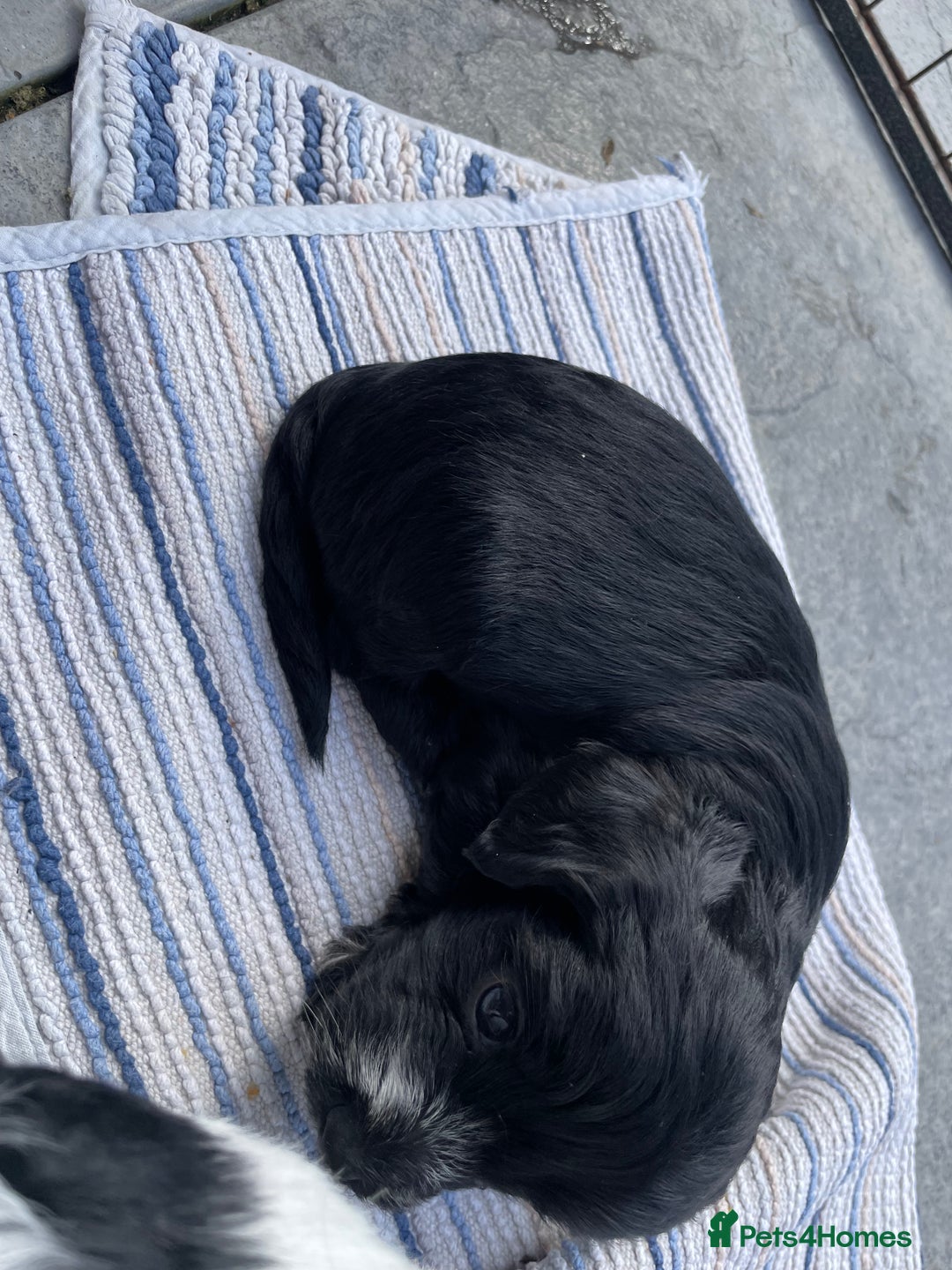 Mixed Breed dogs for sale: Cockapoo x Maltese (Maltipoo) - Image 18