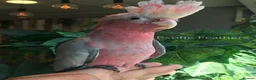 Cockatoo birds for sale: Cuddly Baby Galah Cockatoos For Sale in Bury - Advert 9