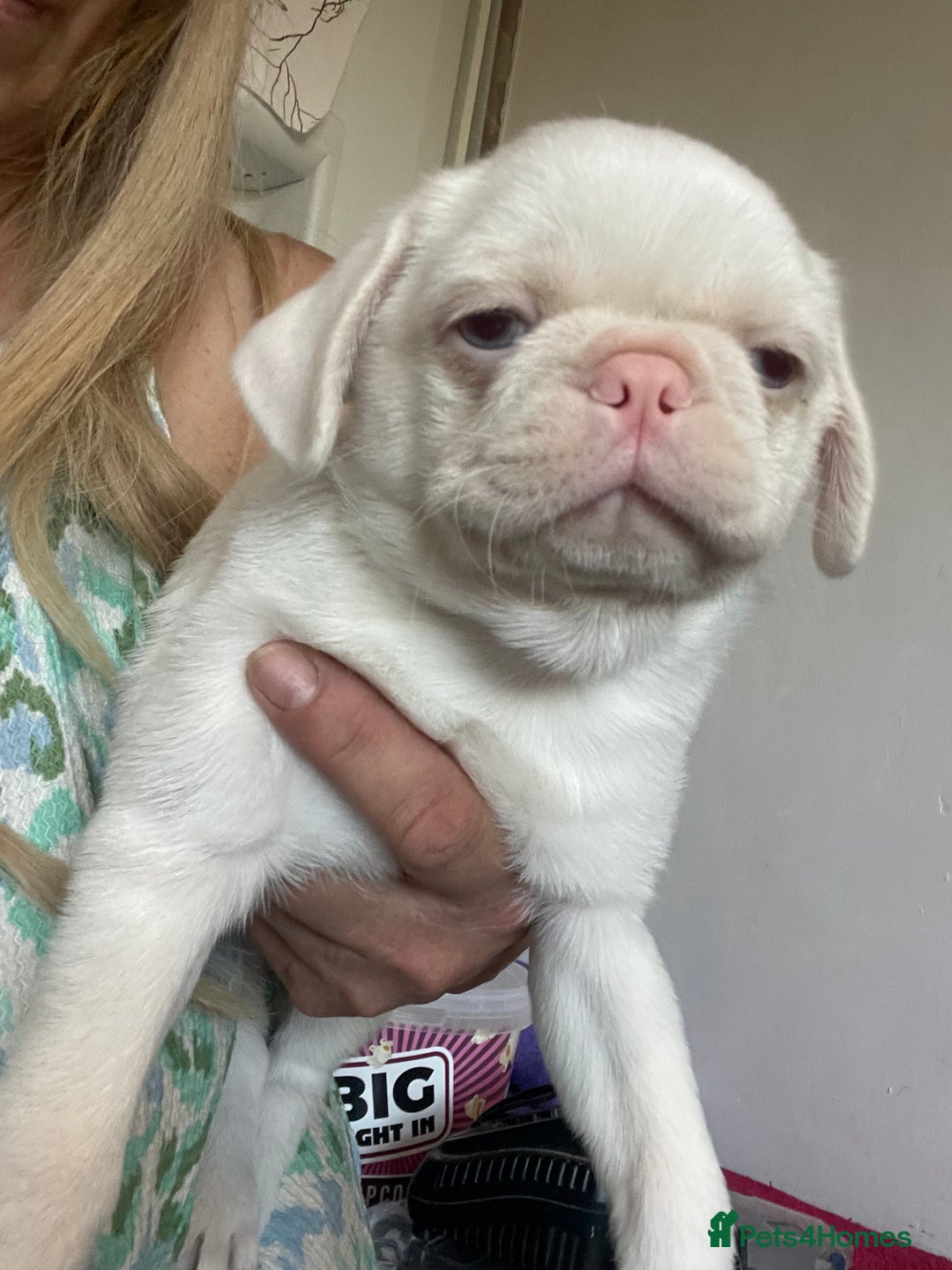 Pug dogs for sale: Beautiful Pink pug  - Advert 4