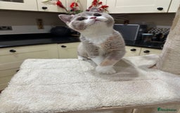 British Shorthair cats for sale: FULL PEDIGREE, REGISTERED BSH - Image 29