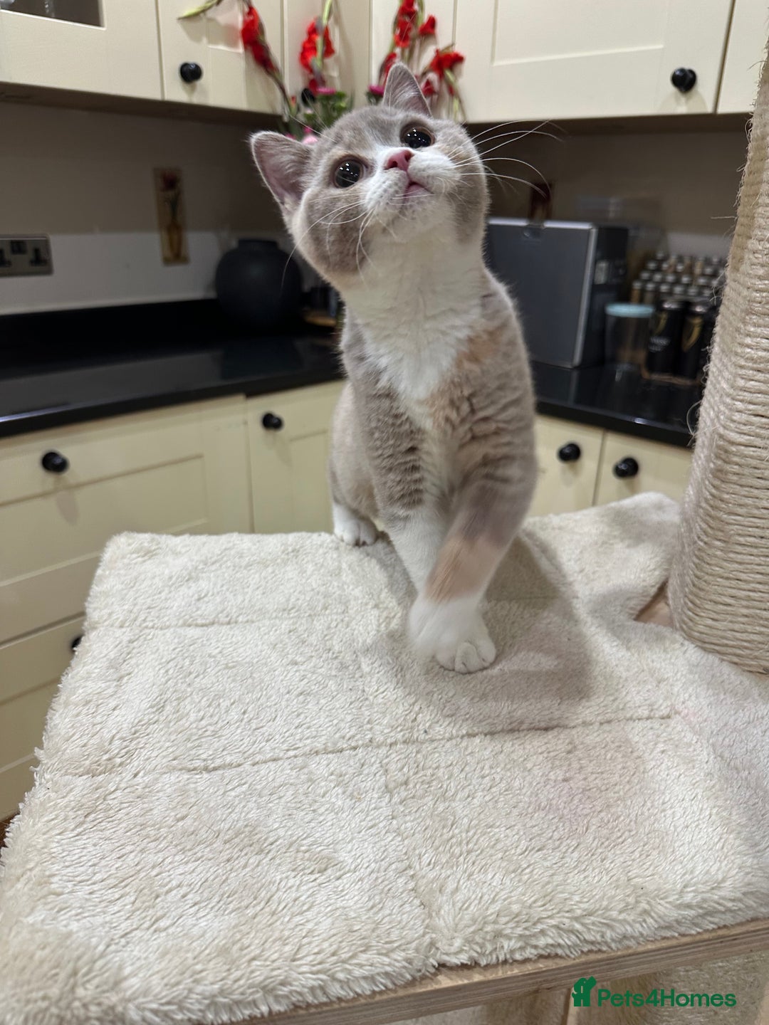 British Shorthair cats for sale: FULL PEDIGREE, REGISTERED BSH - Image 29