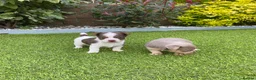 Jack Russell dogs for sale: Gorgeous Miniature Jack Russell Puppies  - Advert 20