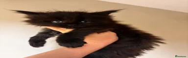 Maine Coon 5