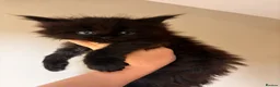 Maine Coon cats for sale: Stunning TICA Registered Maine Coon Kittens - Advert 6