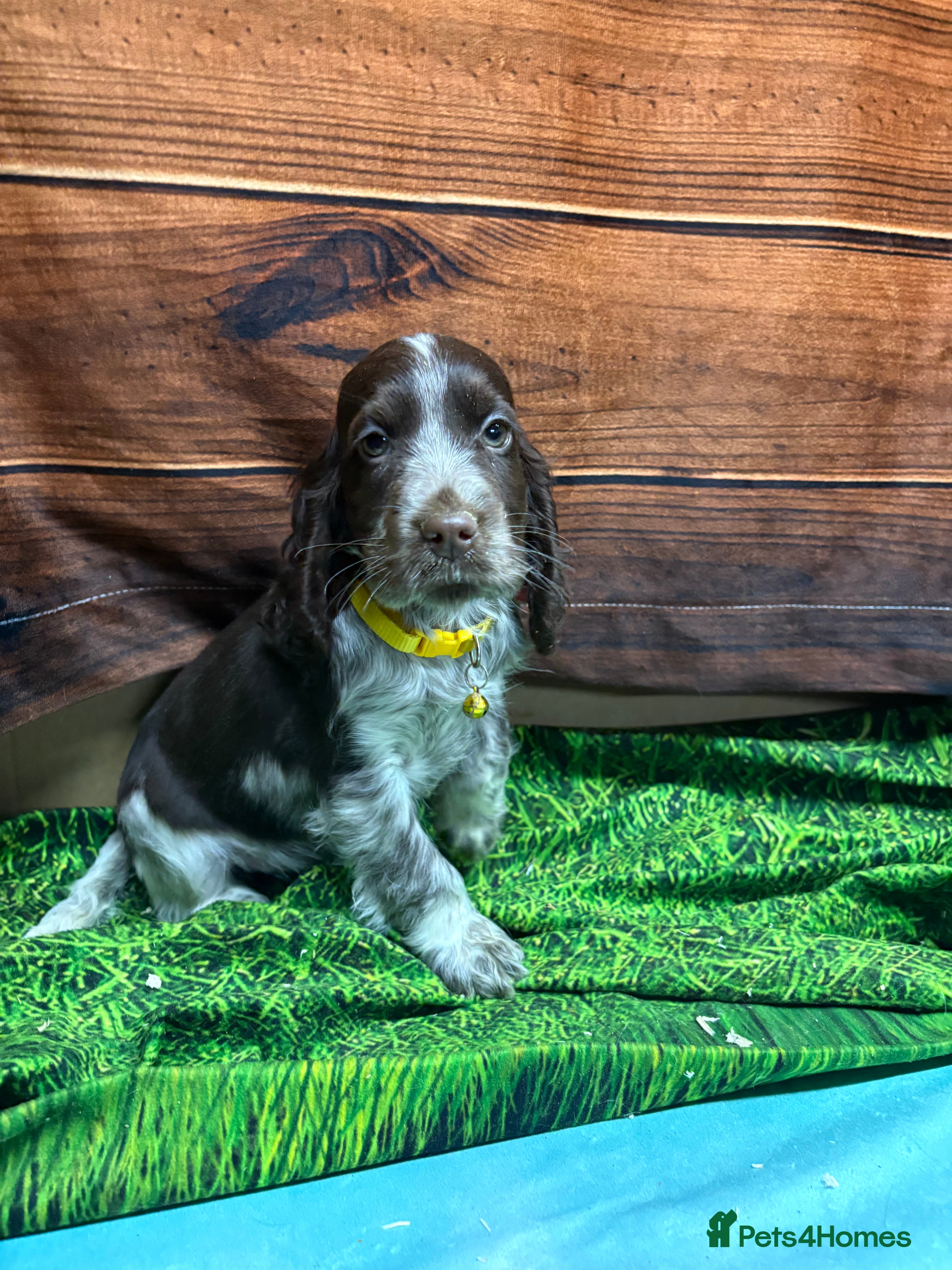 Cocker Spaniel dogs Show Type blue/Tri/chocolate Roan Cocker Spaniels  - Advert 1