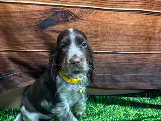 Cocker Spaniel dogs Show Type blue/Tri/chocolate Roan Cocker Spaniels - Advert 15