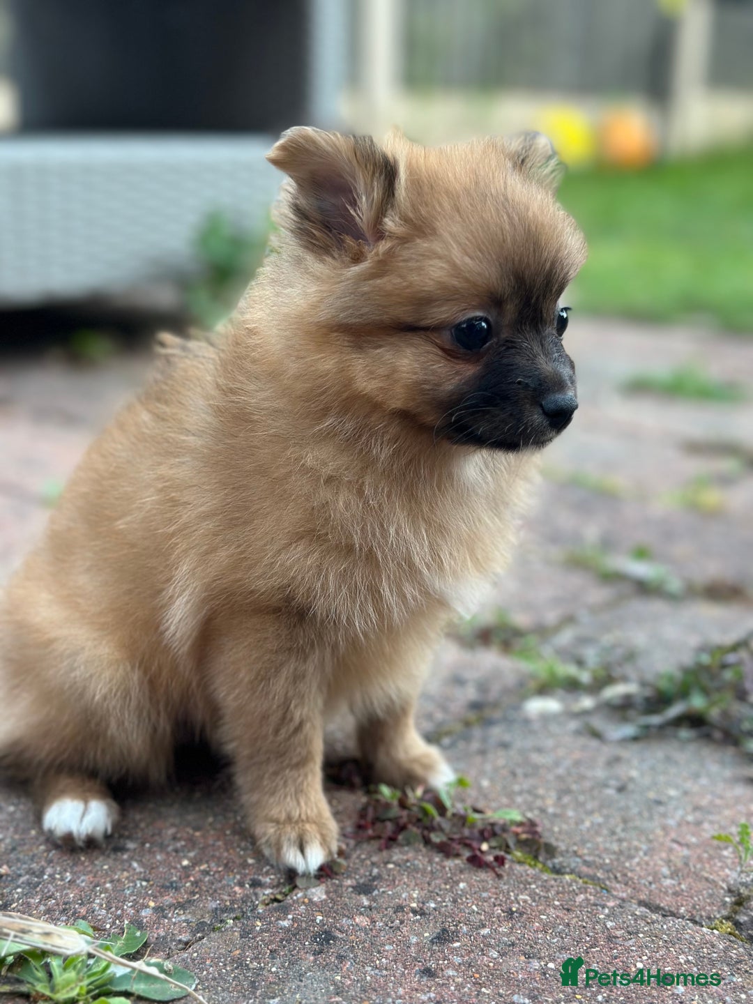 Pomeranian dogs for sale: 5 BEAUTIFUL TEDDY TYPE FOXY POMERANIANS - Image 23