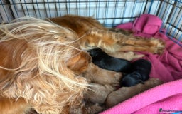 Cockapoo dogs for sale: 7 beautiful miniature cockapoos  - Image 19