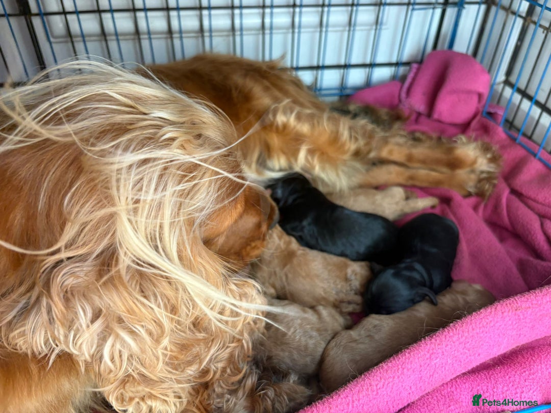 Cockapoo dogs for sale: 7 beautiful miniature cockapoos  - Image 19
