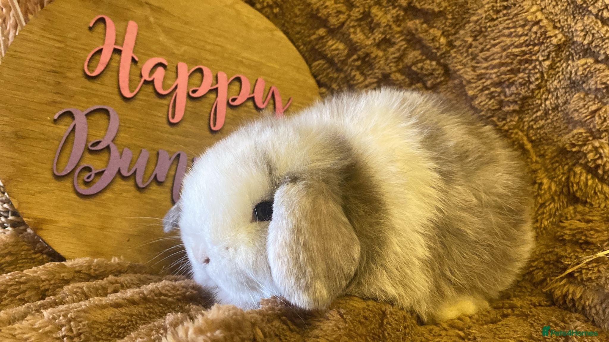 Mini Lop rabbits Mini lops - Advert 9