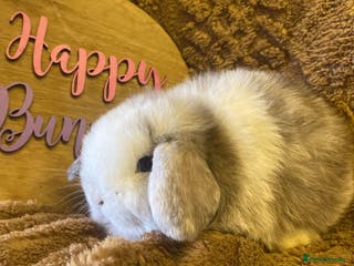 Mini Lop rabbits Mini lops - Advert 9
