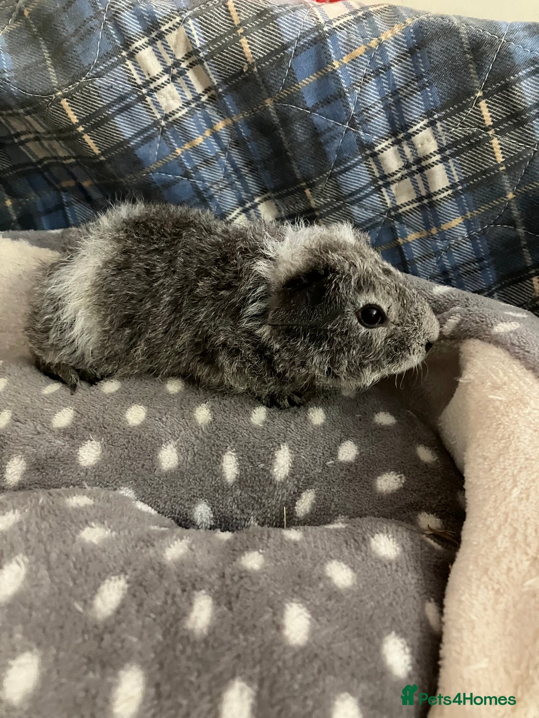 Guinea Pig rodents for sale: Lots of lovely baby boys  - Advert 10