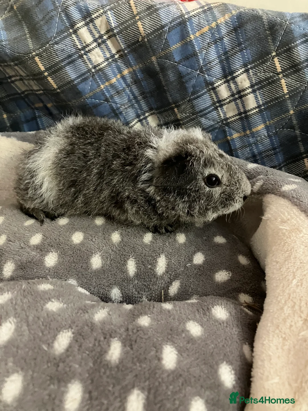 Guinea Pig rodents for sale: Lots of lovely baby boys  - Advert 19