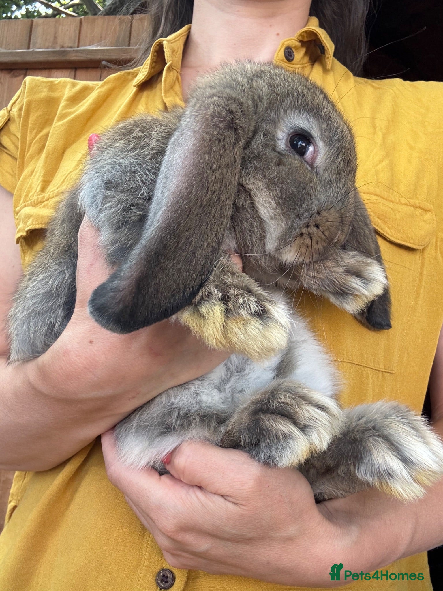 French Lop rabbits Ready Soon • Quality French Lop Bunnies - Advert 1