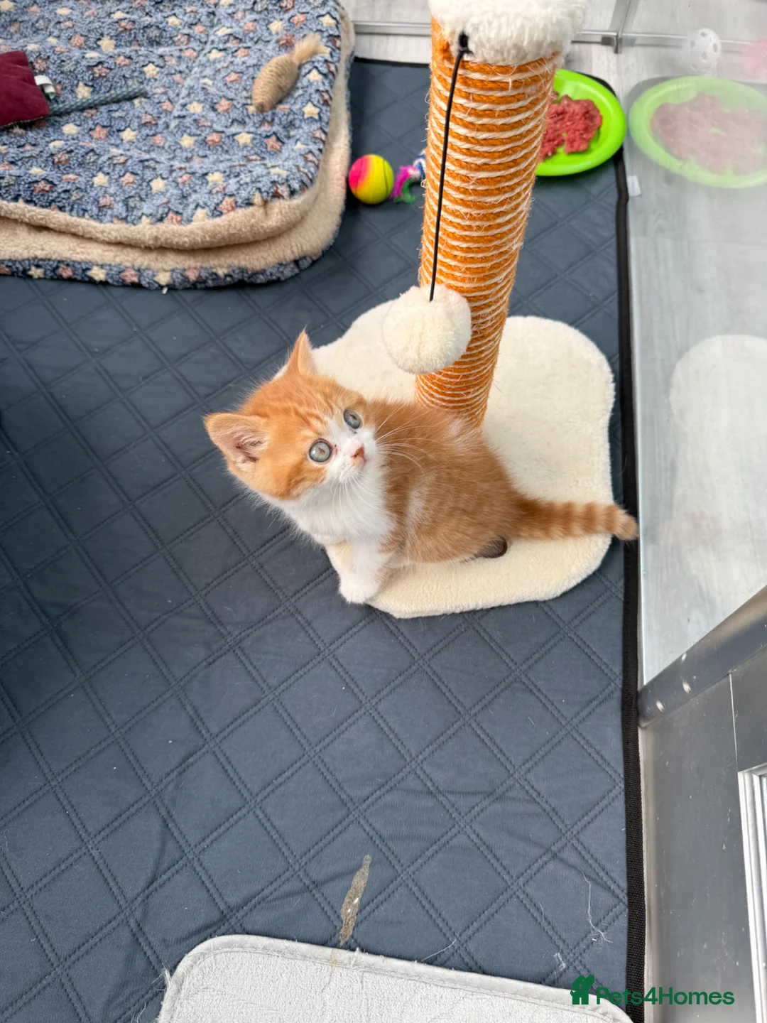 British Shorthair cats for sale: British shorthair Kitten  - Advert 2