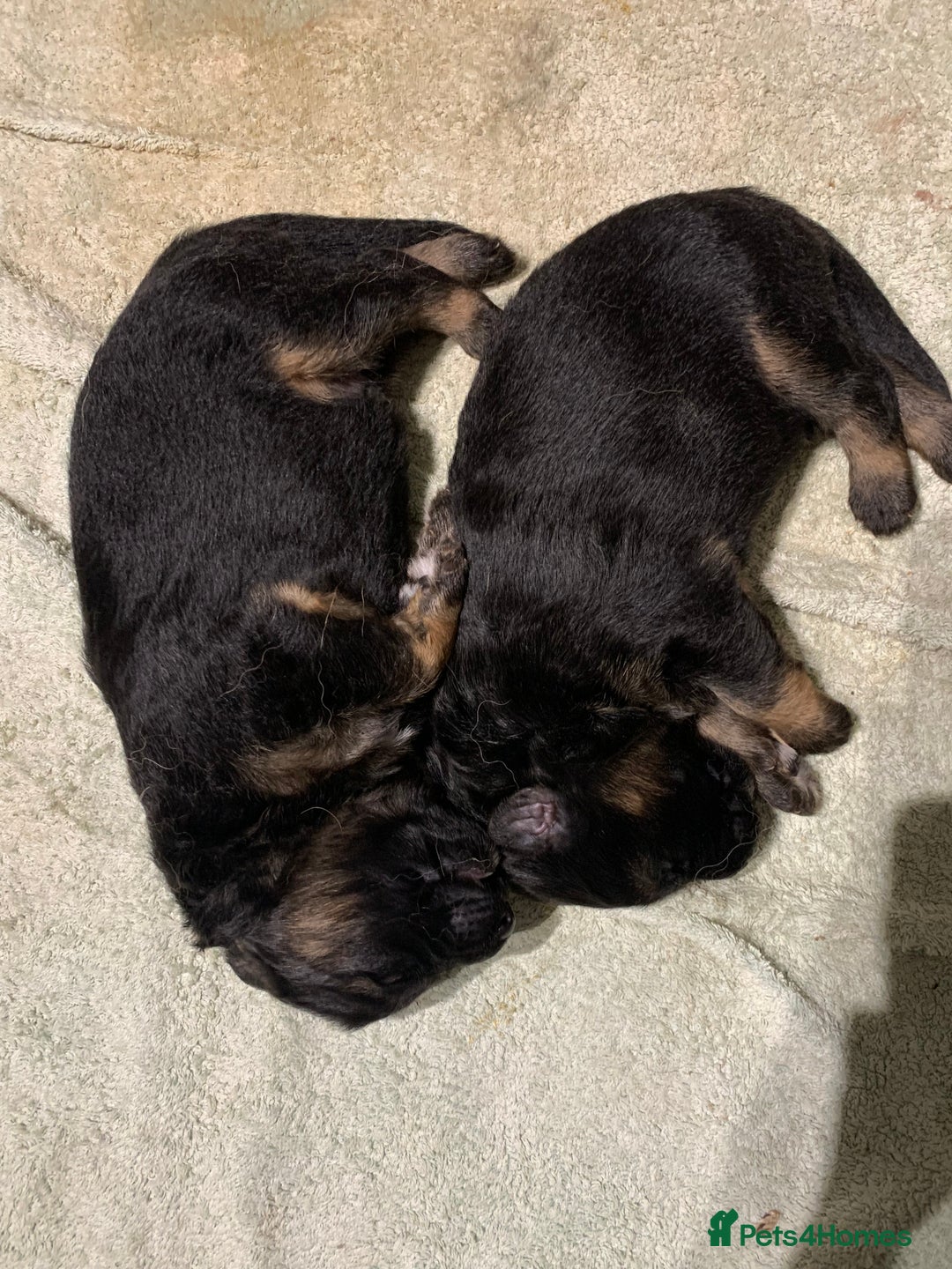 German Shepherd dogs for sale: Gorgeous German shepherd puppies - Image 4