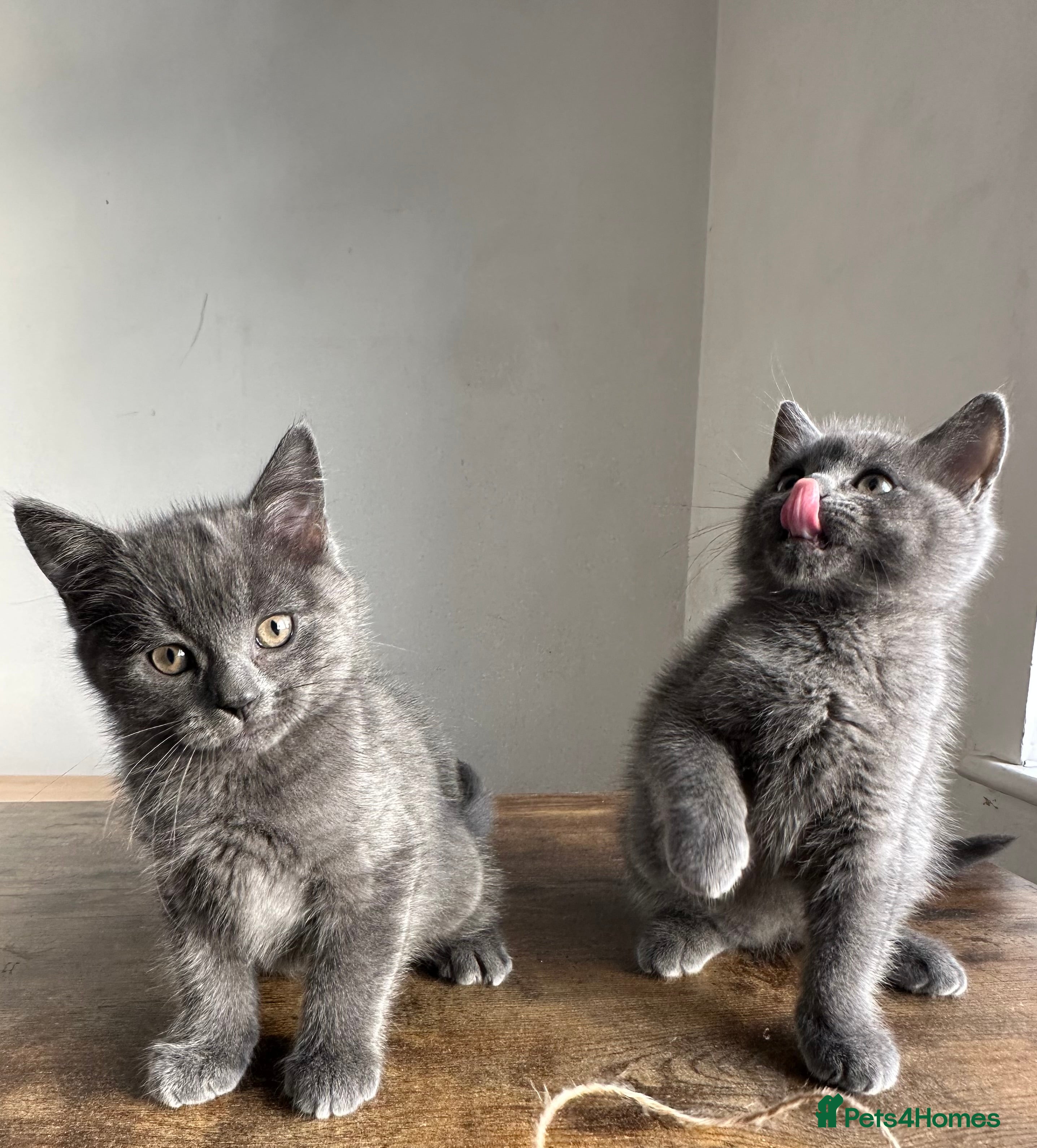 British Shorthair cats 2 British shorthair boys - Advert 2