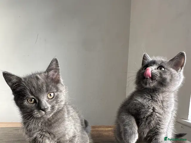 British Shorthair cats 2 British shorthair boys - Advert 22