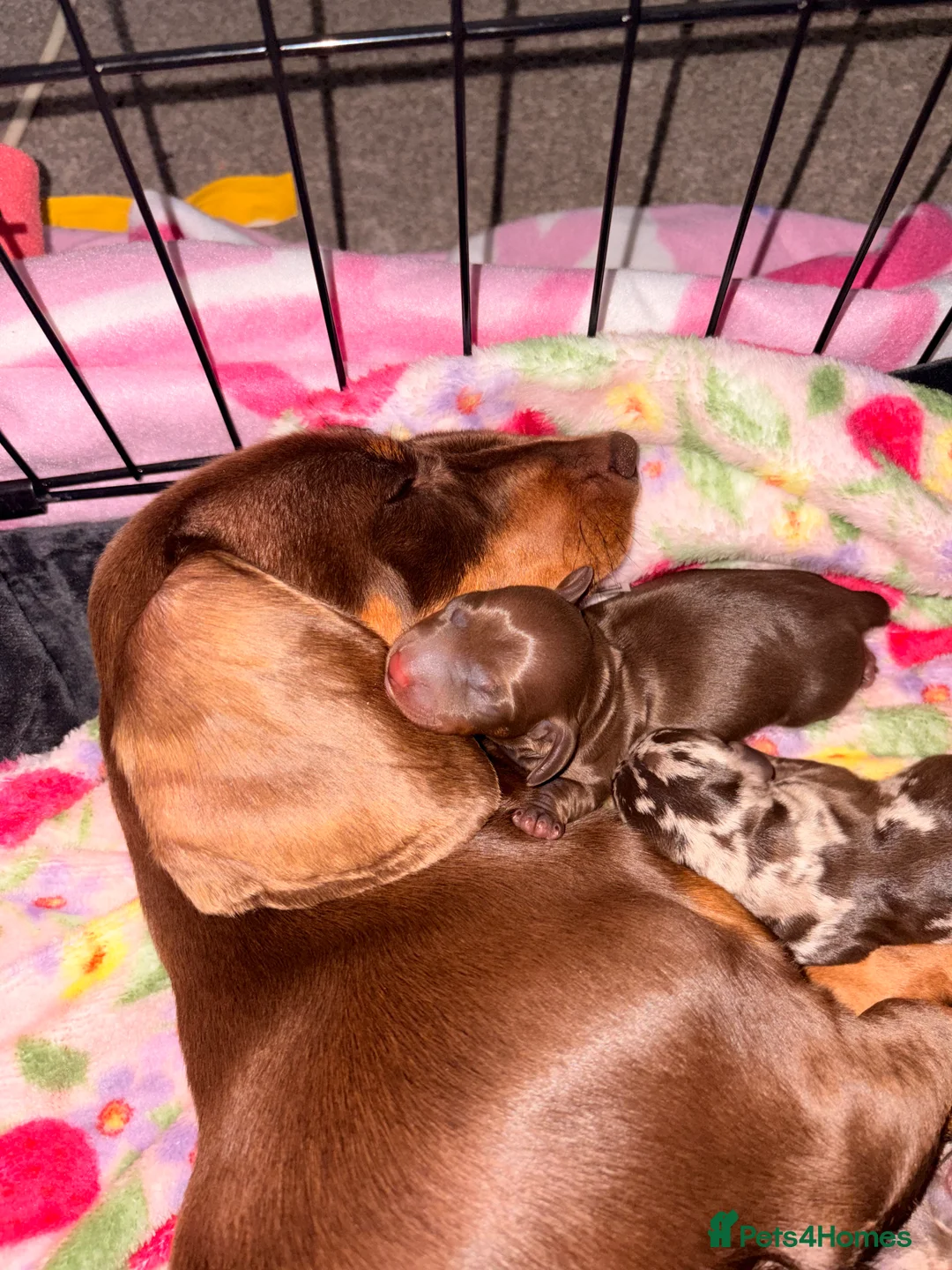 Miniature Dachshund dogs for sale: Miniature dachshund for sale  - Advert 2
