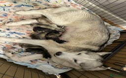 Siberian Husky dogs for sale: SIBERIAN HUSKY  - Image 1