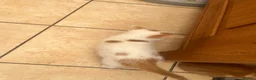 Mixed Breed cats for sale: Male ginger and white kitten - Advert 5
