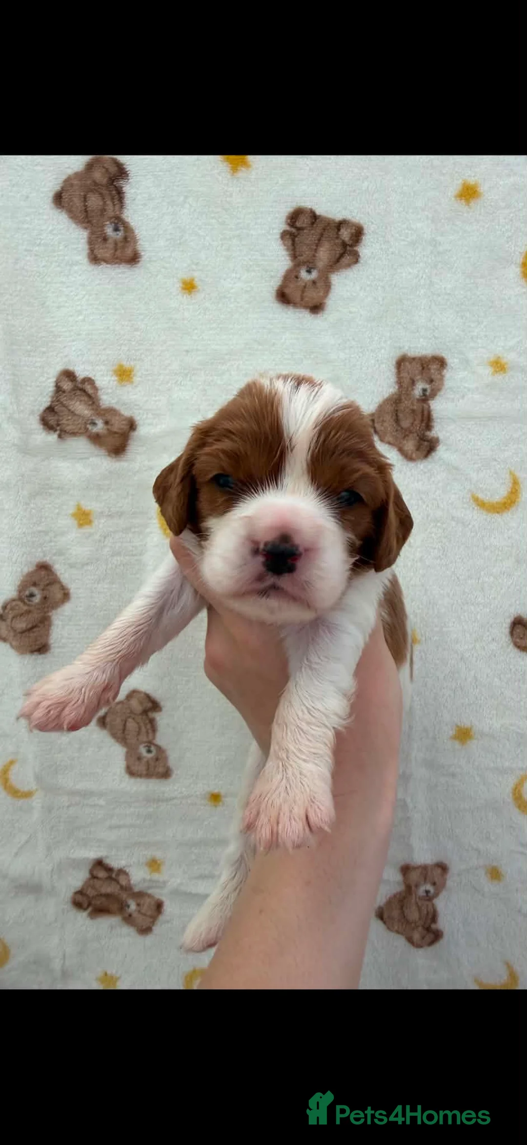 Cavalier King Charles Spaniel dogs for sale: DNA CAVALIER PUPPIES - Advert 2