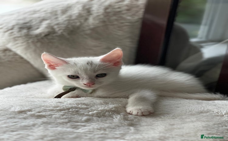 Turkish Angora cats - Advert 1