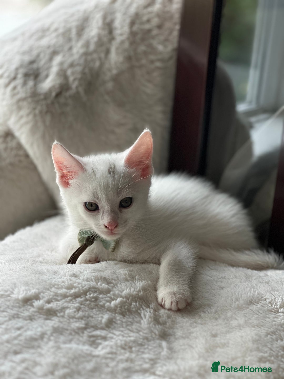 Turkish Angora cats for sale: Turkish angora  - Image 1