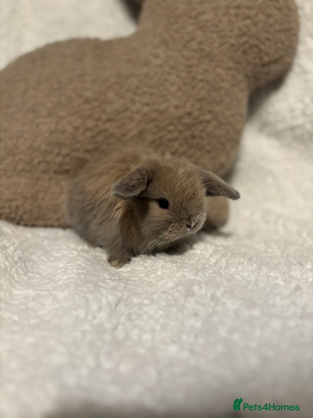 Mini Lop rabbits for sale: Mini lops 🐰 ready to reserve ✨  - Advert 8