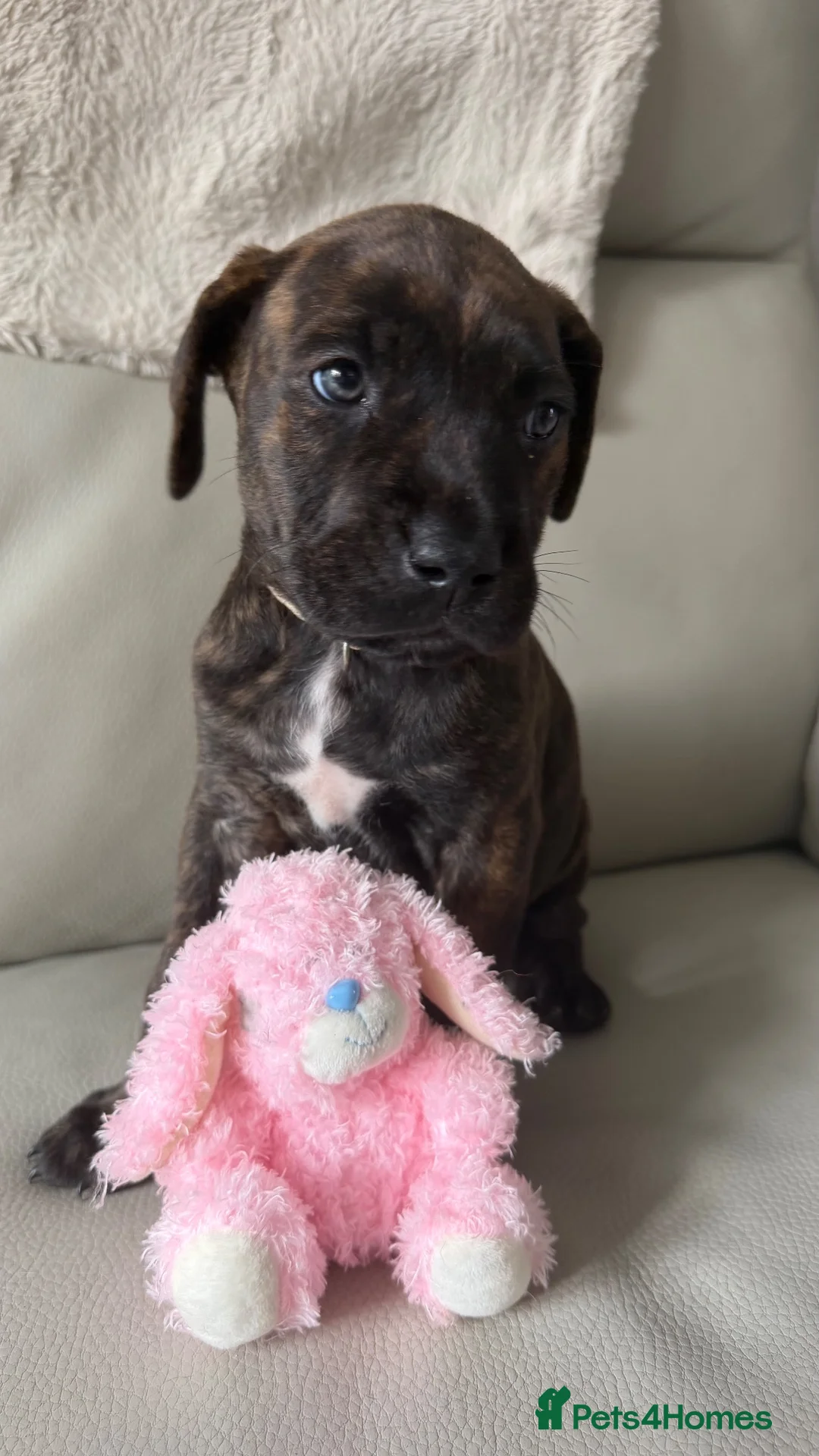 Mixed Breed dogs for sale: Cane corse x American bulldog puppies in Alford - Advert 2