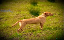 Labrador Retriever dogs for sale: Labrador retriever  - Image 5