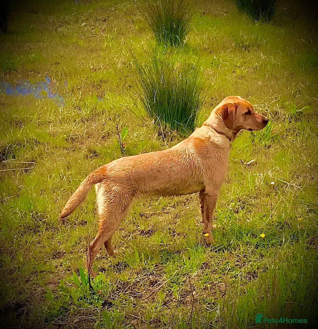Labrador Retriever dogs for sale: Labrador retriever  - Image 5