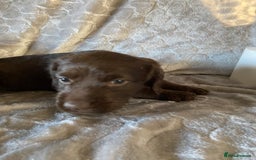 Labradoodle dogs for sale: Rare mini labradoodles variety of colours! - Image 21