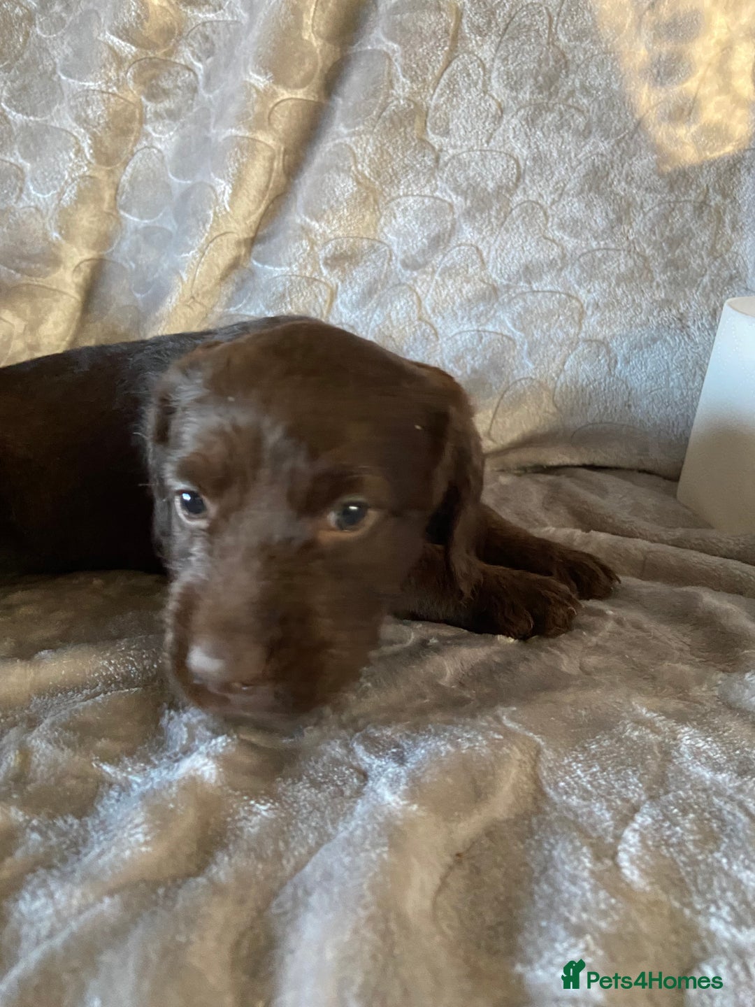 Labradoodle dogs for sale: Rare mini labradoodles variety of colours! - Image 21