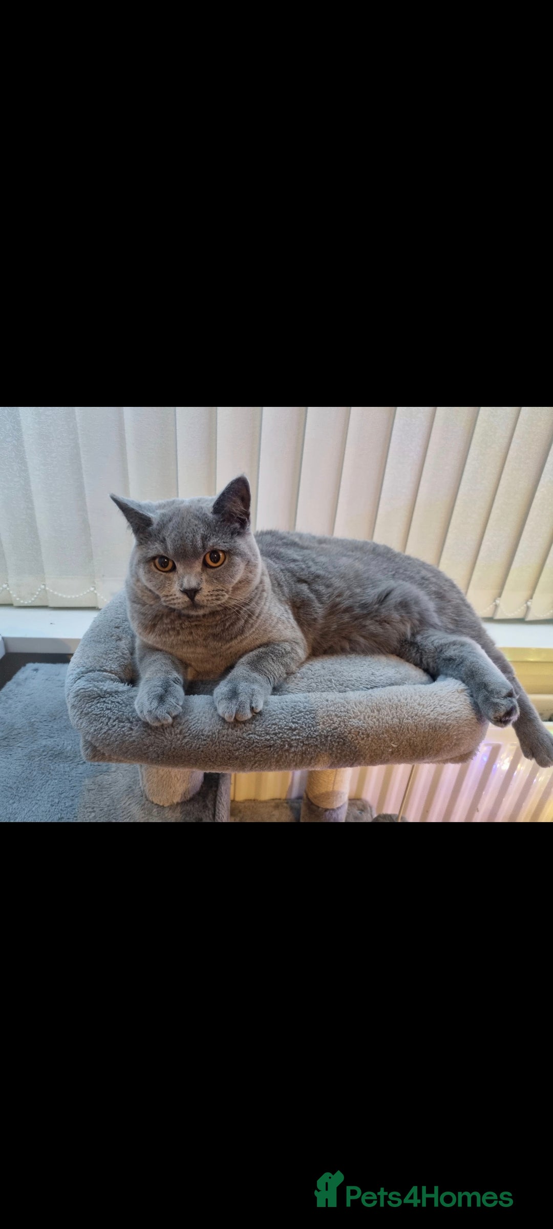 Russian Blue cats for sale: Cat looking for new home - Advert 2