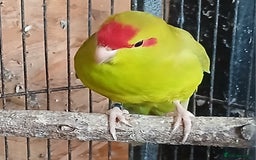 Parakeets birds for sale: Kakariki Male x1 Kakariki Male  - Image 4