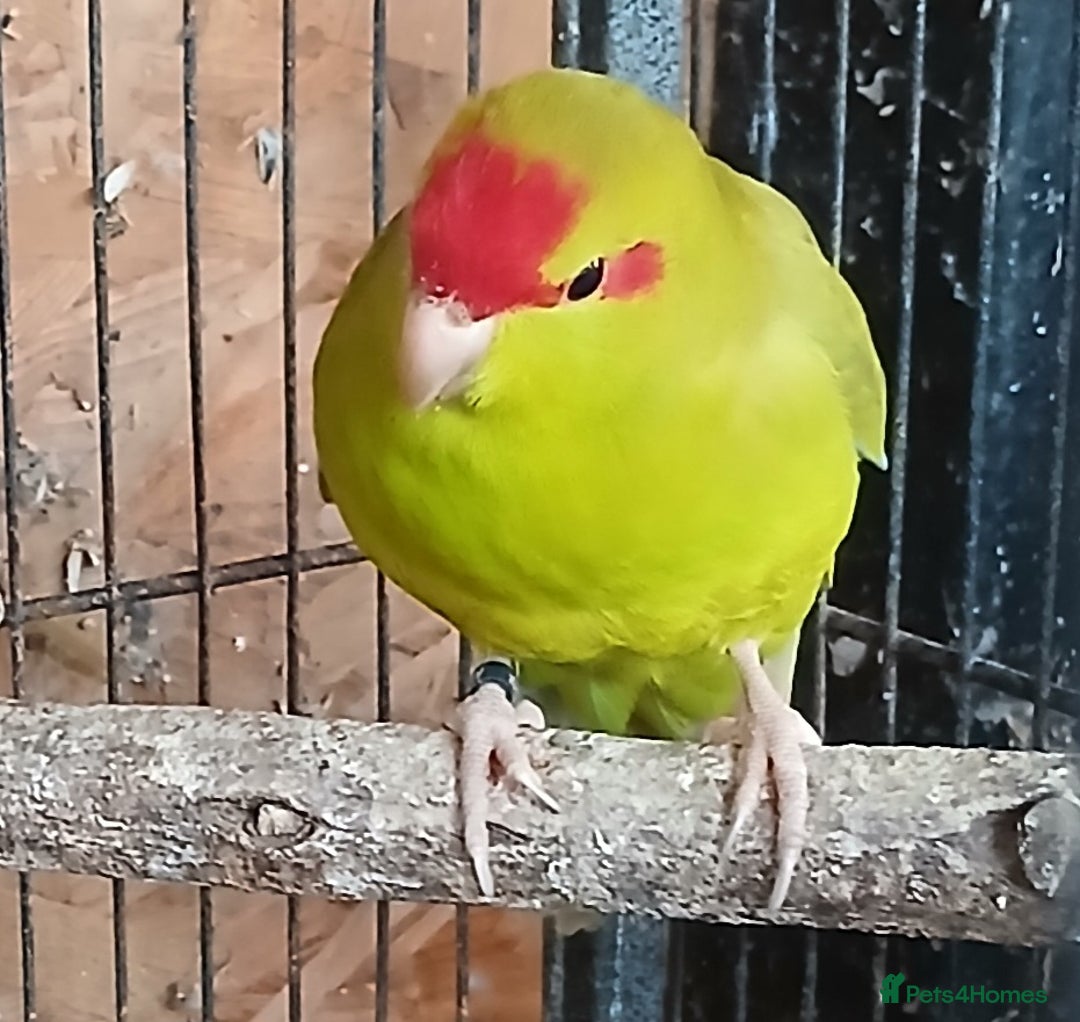 Parakeets birds for sale: Kakariki Male x1 Kakariki Male  - Image 4