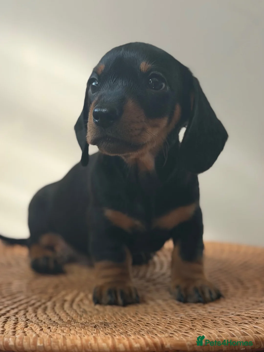 Miniature Dachshund dogs for sale: 1 male Kc reg pra clear mini smooth - Advert 2