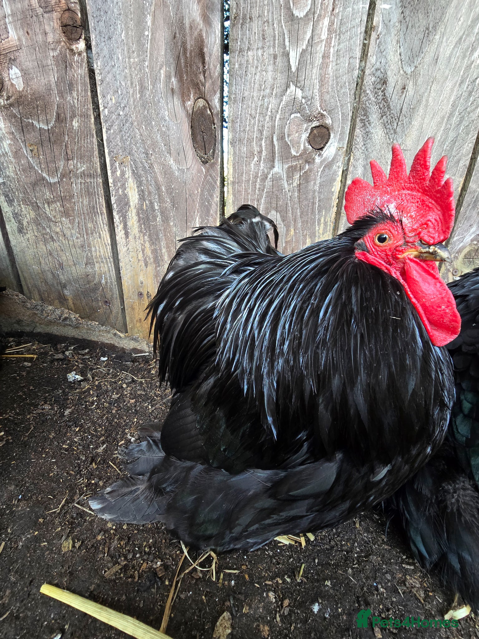 Chickens poultry Black Pekin Bantams , 3 Hens & 1 Matching Cockerel - Advert 2