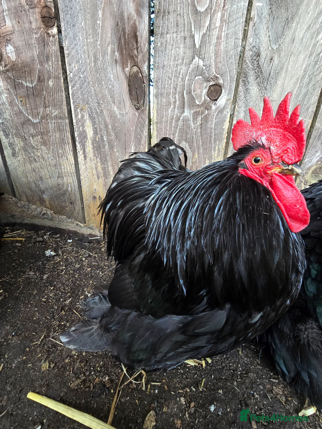 Chickens poultry for sale: Black Pekin Bantams , 3 Hens & 1 Matching Cockerel - Advert 2