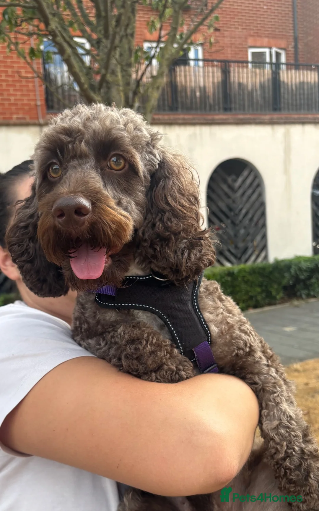 Cockapoo dogs for stud: Chocolate cockapoo for stud  - Advert 5