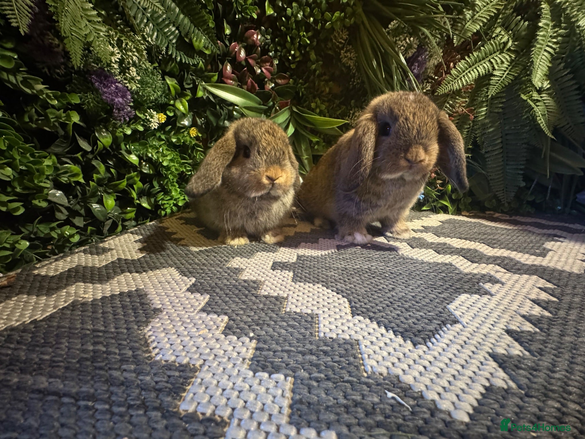 Mini Lop rabbits ⭐️MINI LOPS READY TO PREORDER ⭐️ - Advert 2