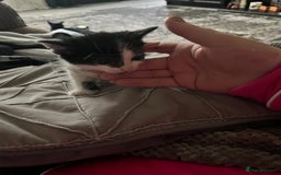 Mixed Breed cats for sale: Last two left of litter  - Image 4