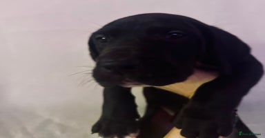 Great Dane dogs - Advert 6