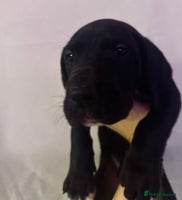 Great Dane dogs - Advert 6