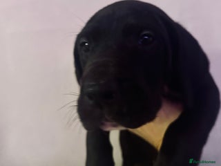 Great Dane dogs GREAT DANE PUPS KC REGISTERED - Advert 1