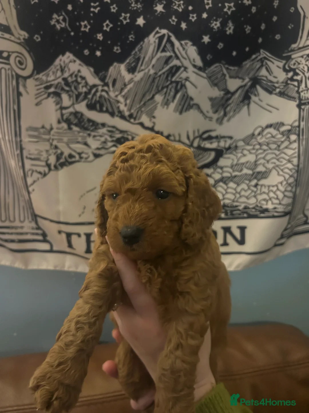 Labradoodle dogs for sale: PRICE REDUCED F1 Miniature Fox Red Labradoodles  - Advert 3
